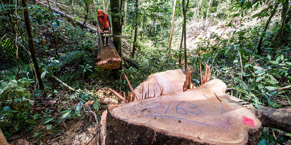 save-forests-1000x500